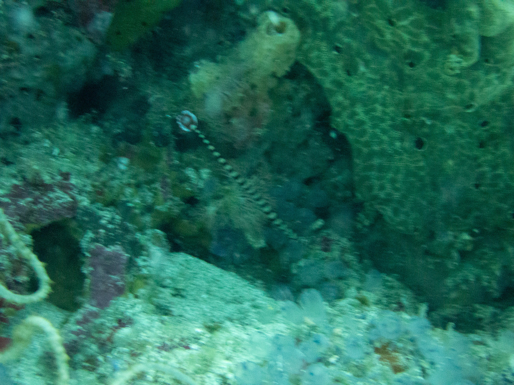 Banded Pipefish