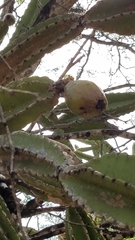 Leptocereus paniculatus
