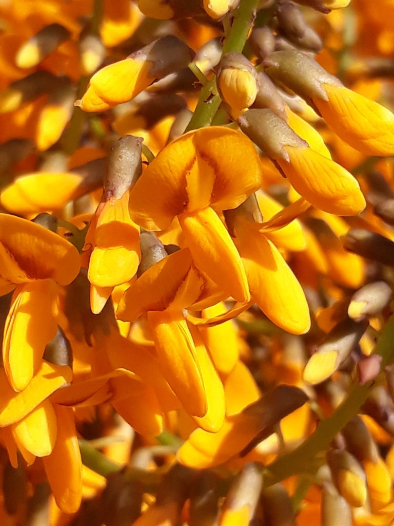 Platymiscium floribundum
