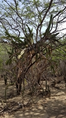 Leptocereus paniculatus