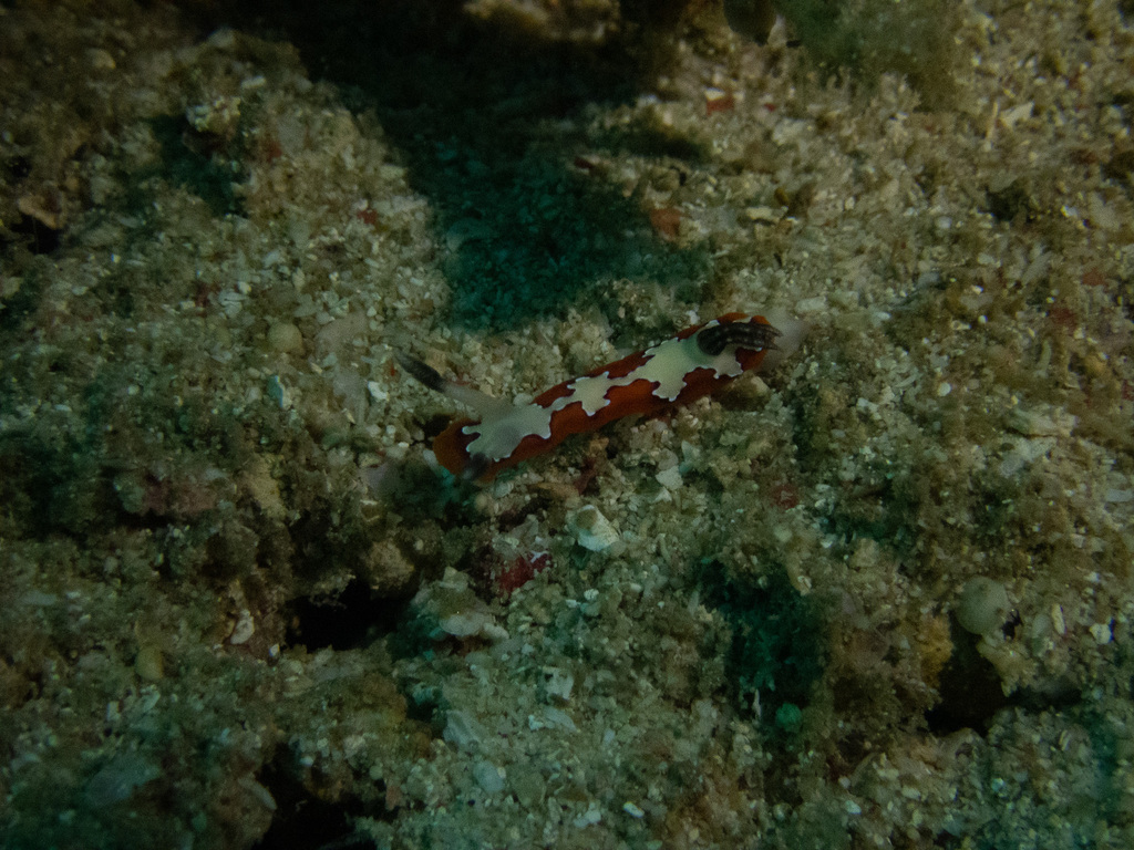 Fiesta Rainbow Dorid