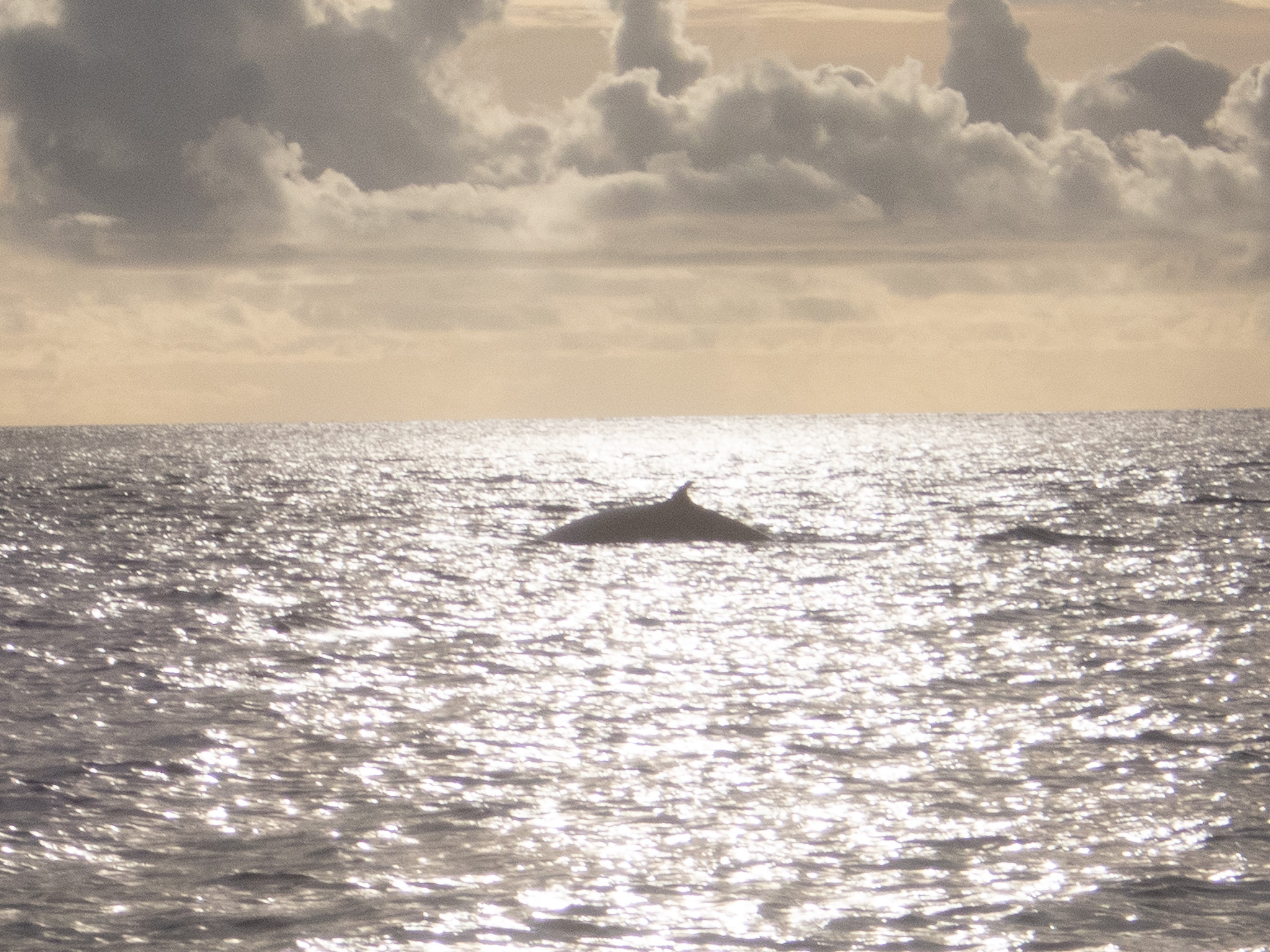 Balaenoptera omurai