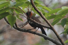 Pterorhinus ruficollis