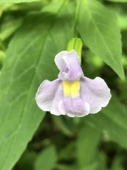 Mimulus