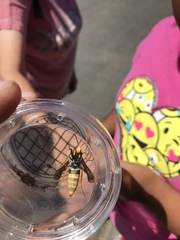 Paranthrene robiniae