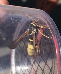 Paranthrene robiniae