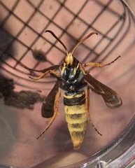 Paranthrene robiniae