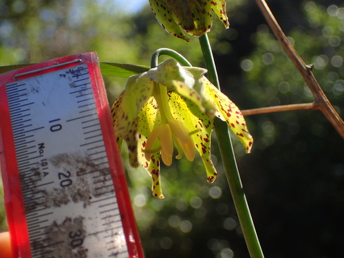 Image of Fritillaria ojaiensis by (c) George Williams, some rights reserved (CC BY)
