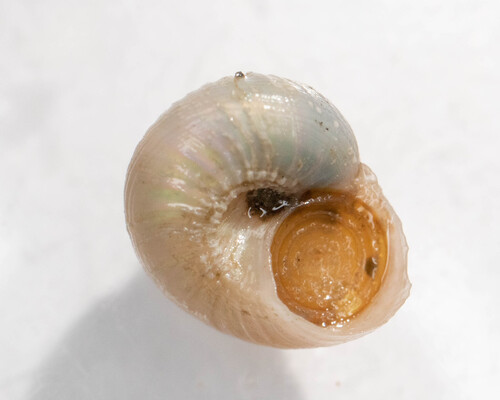Solariella varicosa, 2022-07-22