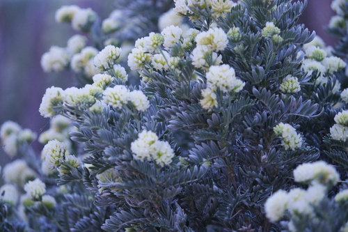 Image of Anthyllis barba by no rights reserved