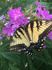 Papilio glaucus