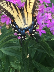Papilio glaucus