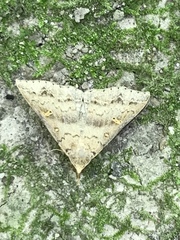 Renia flavipunctalis