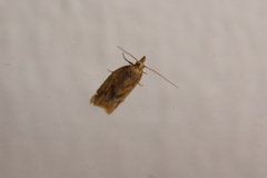 Clepsis coriacanus