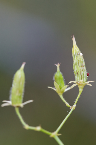 Statusis kiškiakopūstis nuotrauka