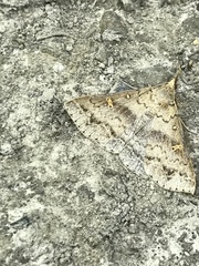 Renia flavipunctalis