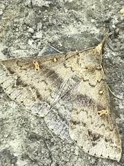 Renia flavipunctalis