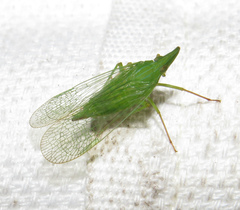 Rhynchomitra microrhina