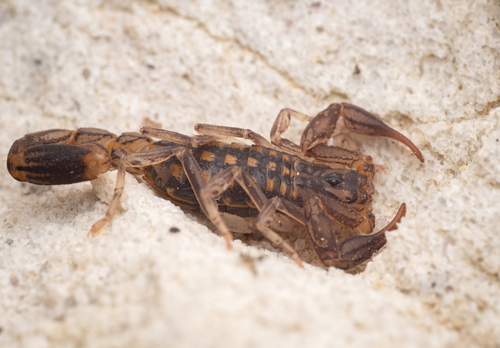 Striped Lesser-Thicktail Scorpion photo 2