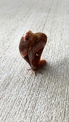 Callosamia angulifera