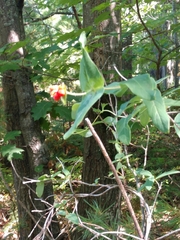 Lonicera dioica