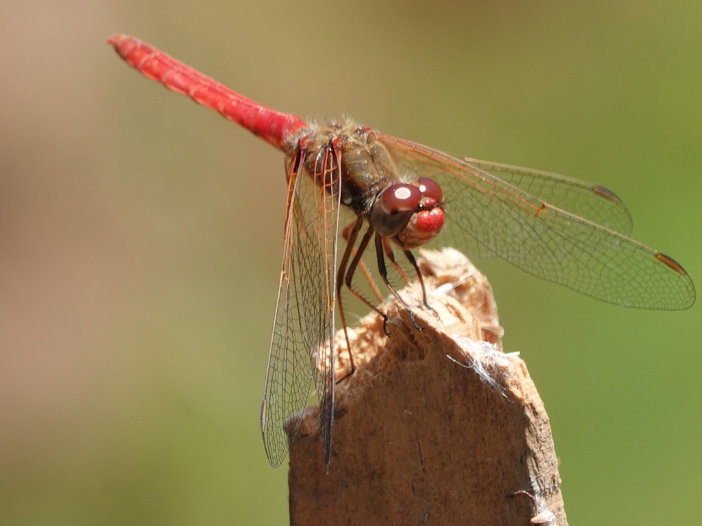 Cardinal Meadowhawk from San Mateo Río Hondo, Oaxaca, Mexico on March ...