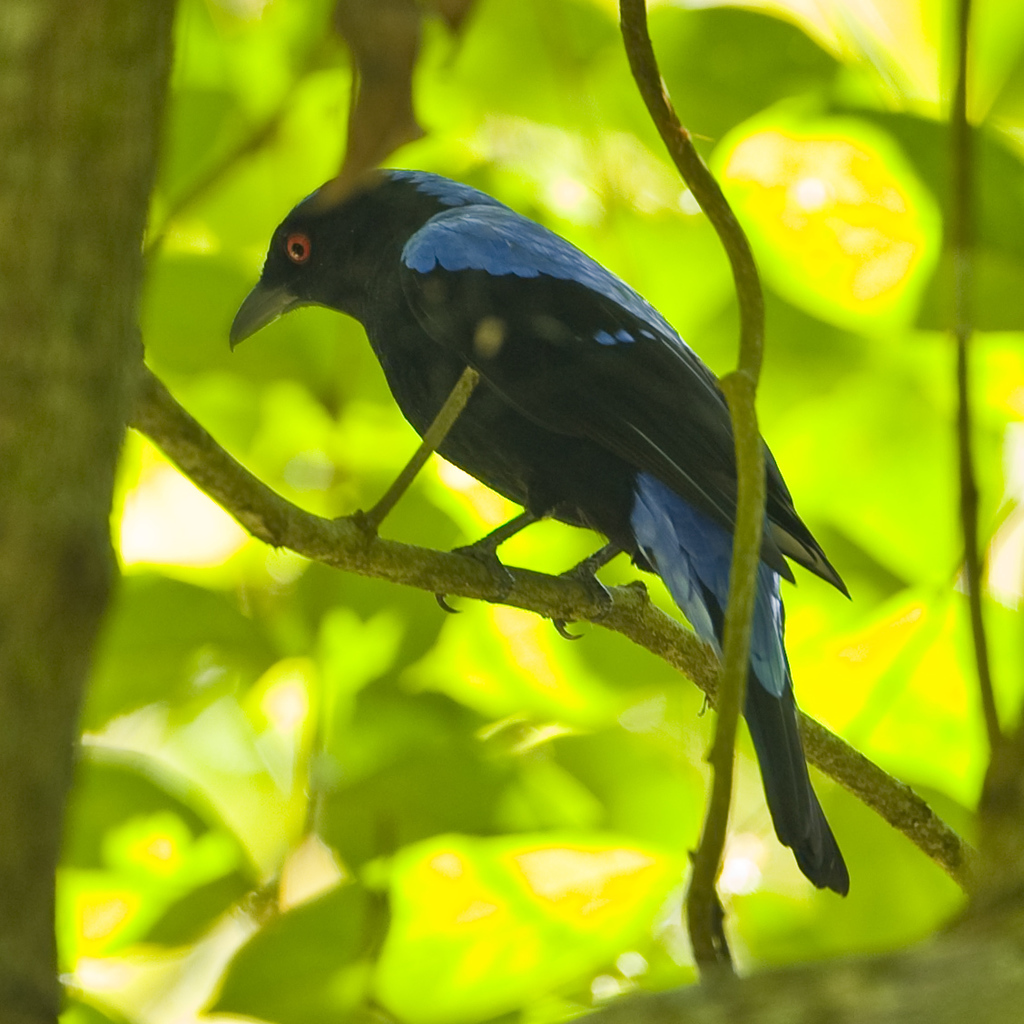 Fairy-bluebirds
