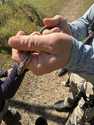 iNaturalist observation photo of Pacific Gopher Snake