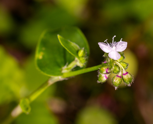 Callisia gracilis (Callisia gracilis)