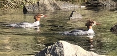 Mergus merganser