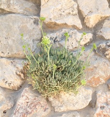 Crithmum maritimum