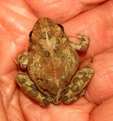 Tomopterna krugerensis