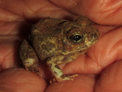 Tomopterna krugerensis