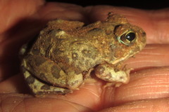 Tomopterna krugerensis