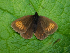 Erebia eriphyle