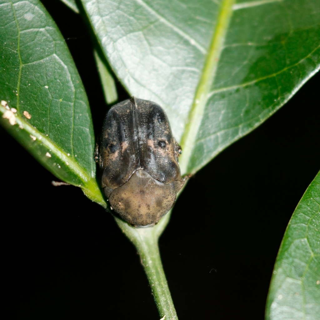 Hoplopyga ocellata