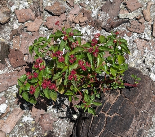 Laportea ruderalis observed 2025-04-09