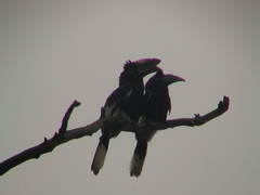Bycanistes subcylindricus