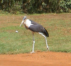 Leptoptilos crumenifer