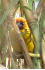 Ploceus castanops