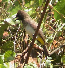Pycnonotus barbatus