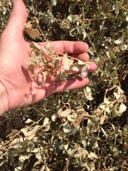 Atriplex halimus