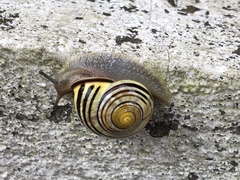 Cepaea nemoralis