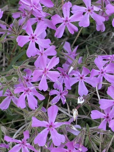 Phlox nivalis, photograph 5