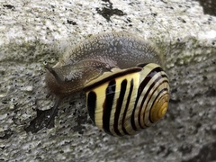 Cepaea nemoralis