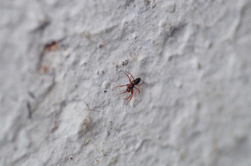 Walckenaeria mitrata
