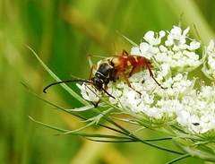 Typocerus velutinus