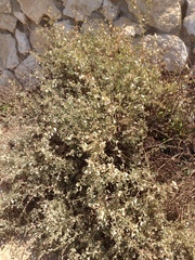 Atriplex halimus