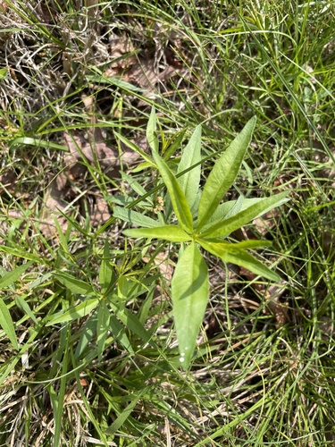 Foto de Margarida-amarela