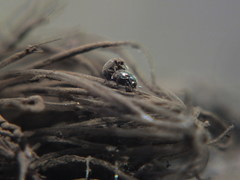 Aspidiphorus orbiculatus